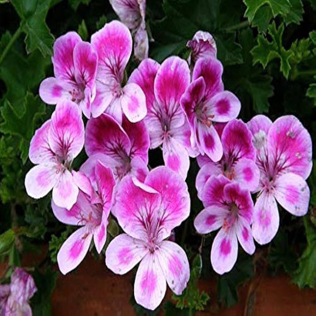 Aquilegia Flower Seeds for Planting, Dark Pink White Wildflower Mix, Heirloom, Non-GMO & High Germination Organic Garden Seeds
