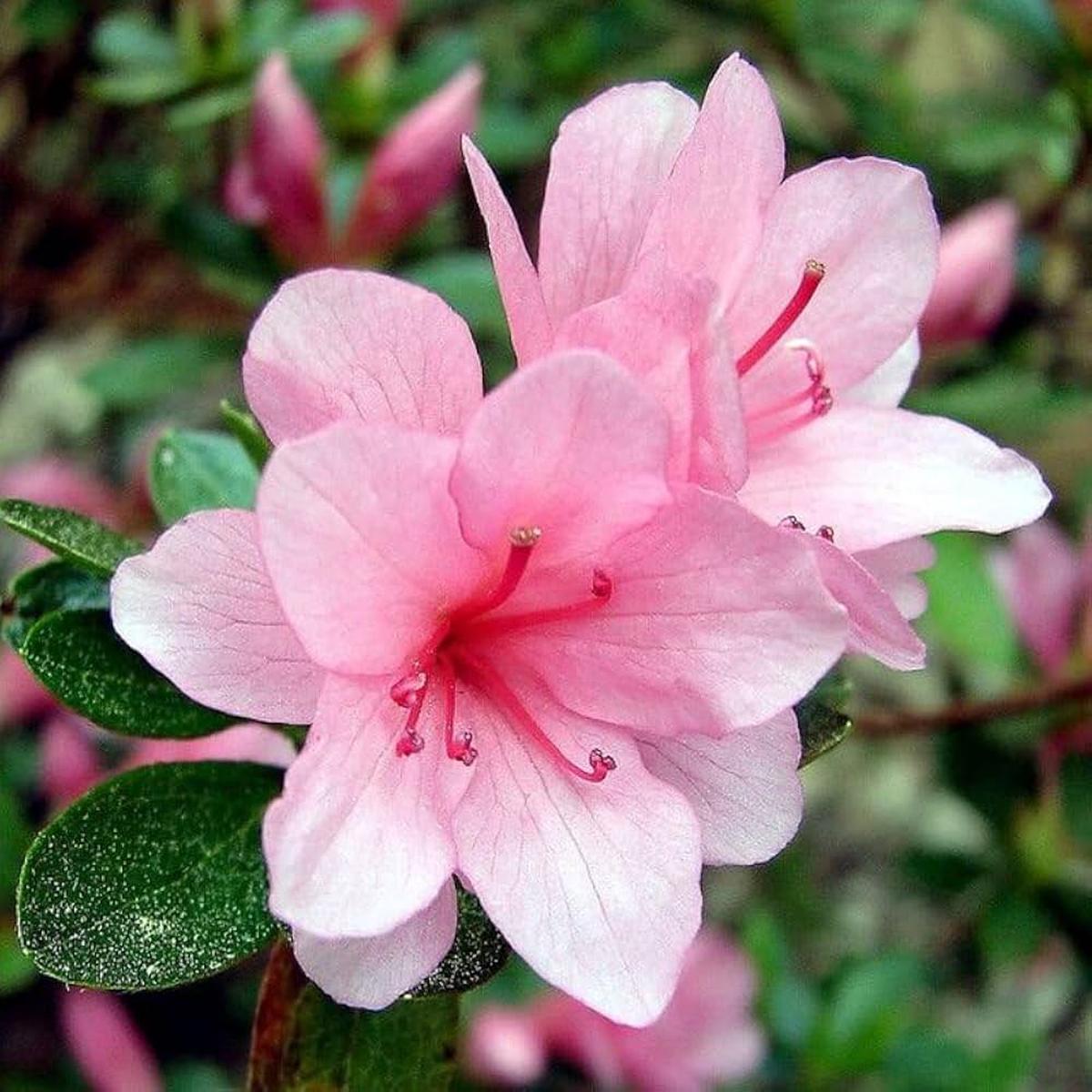 Azalea Pink flower Seeds for Vibrant Spring Planting