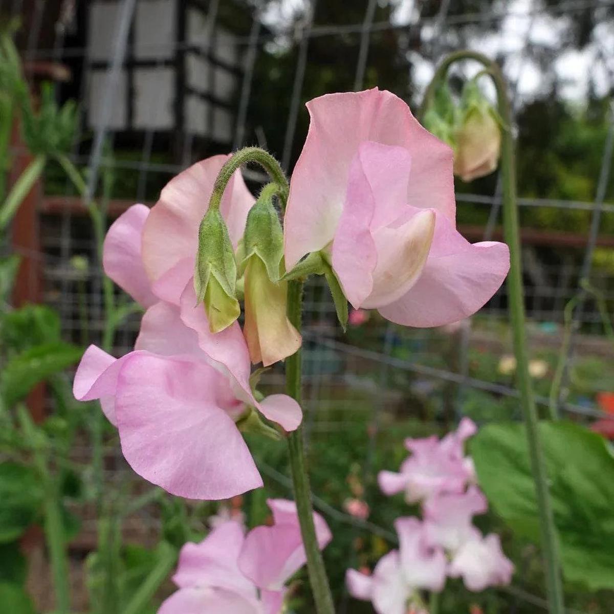 Baby Pink Sweet Pea Flower Seeds for Planting Heirloom, Non-GMO, Organic Garden Seeds, High Germination