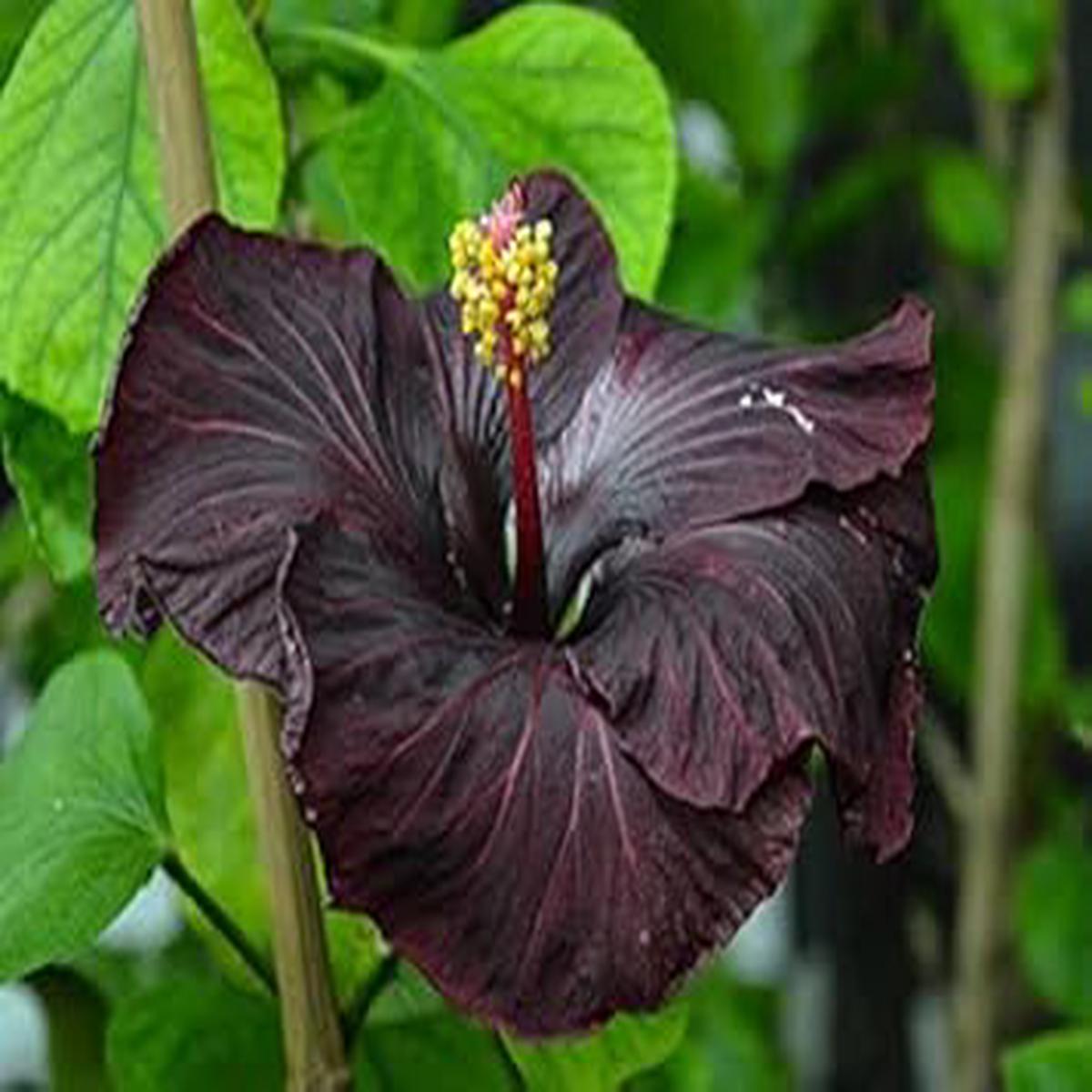 Black Hibiscus Flower seeds for Planting - Compact Growth, Heirloom & GMO Free Seeds for Home Garden