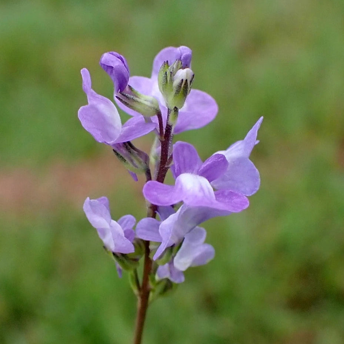 Blue Toadflax (Linaria Canadensis) Flower Seeds for Planting  Heirloom, Non-GMO, Easy to Grow, Annual