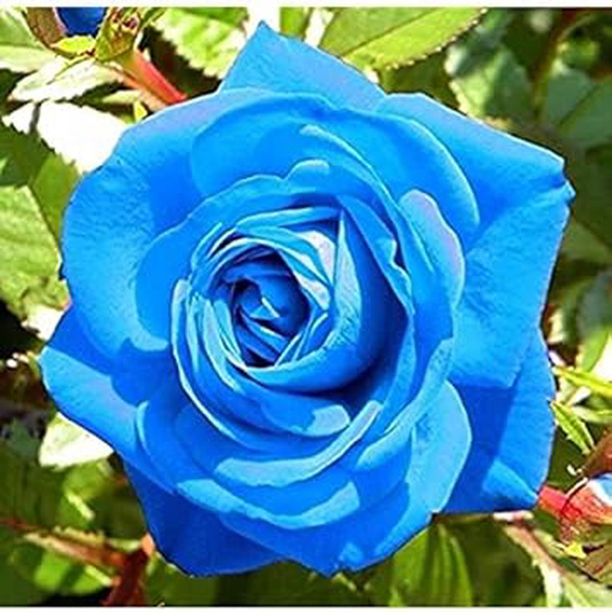 Blue Unique Rose Flower Seeds for Planting  Heirloom, Non-GMO, High Germination Rare Garden Blooms for Pots, Beds & Landscapes