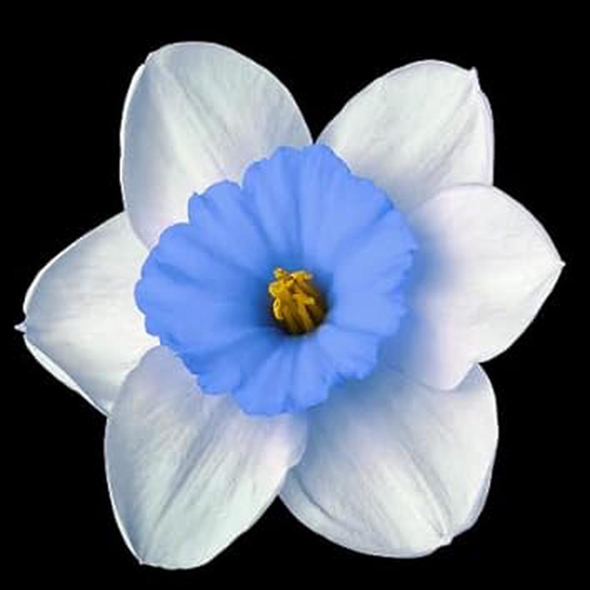 Blue White Daffodil Flower Seeds for Planting Heirloom, Non-GMO, Vibrant Blooms