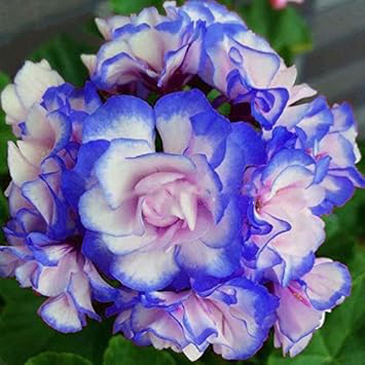 Blue White Pelargonium Flower Seeds for Planting | Heirloom Non-GMO High Germination Organic Garden Seeds