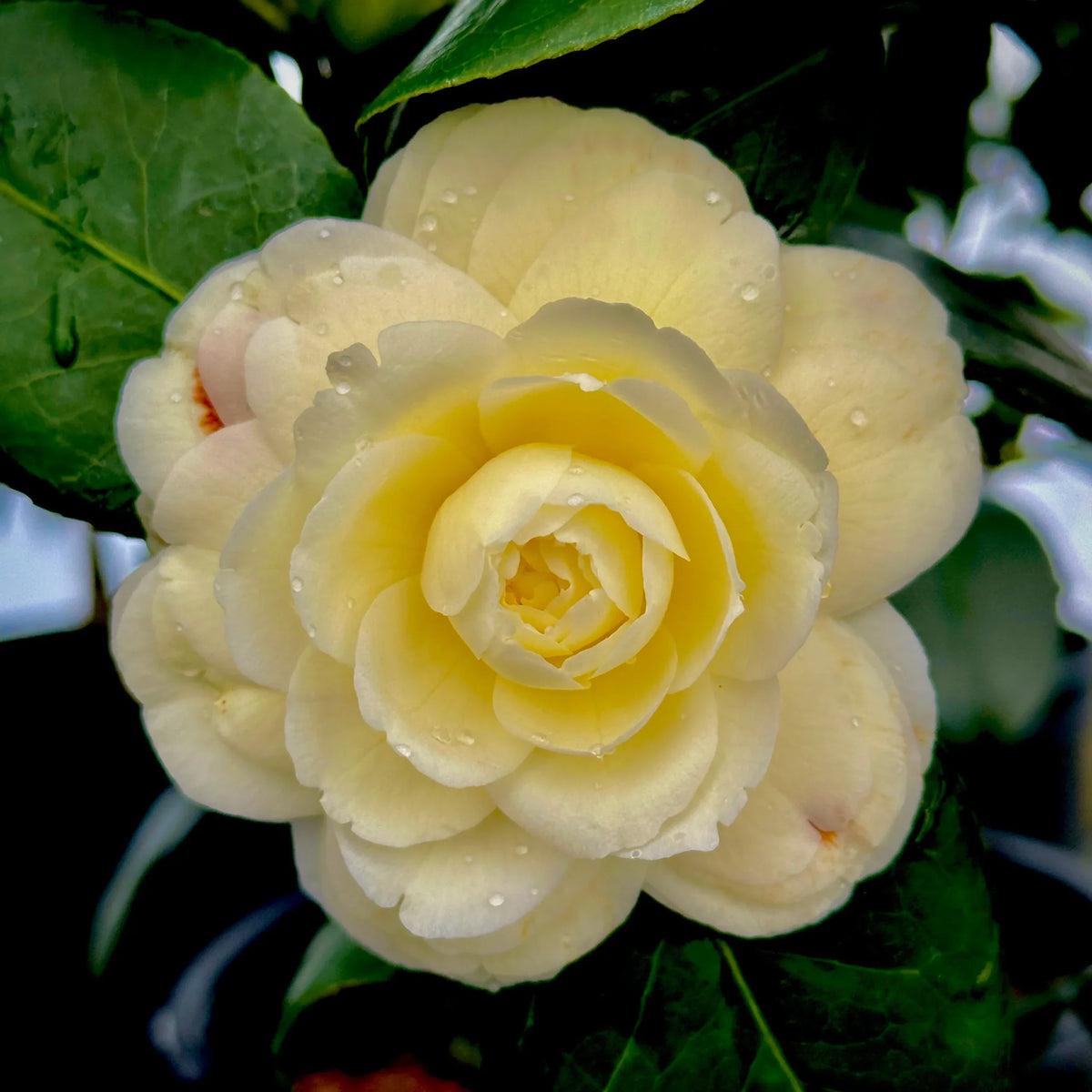 Camellia Light Yellow Flower seeds for Planting - Cut Flower Favorite, Heirloom & GMO Free Seeds for Home Garden