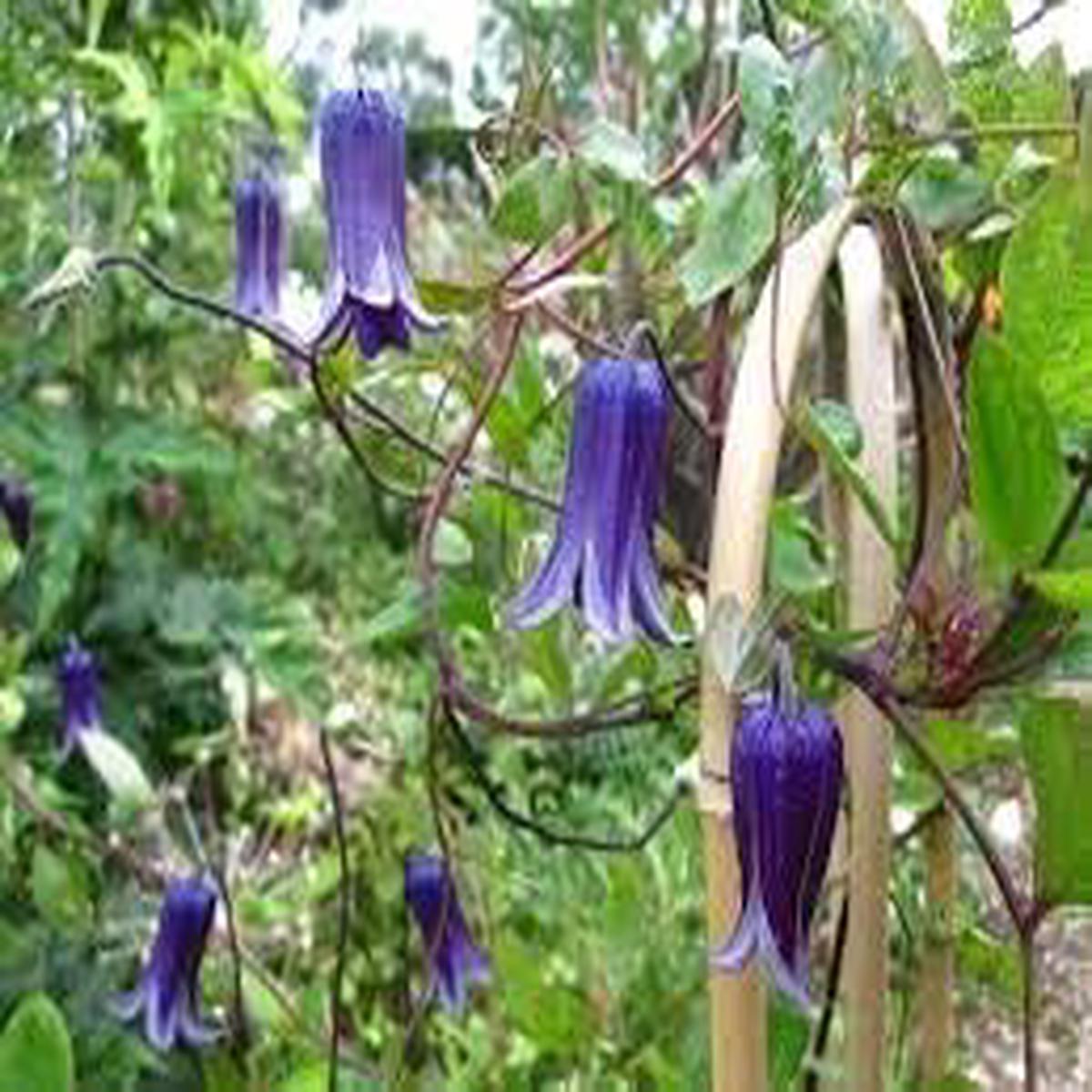 Clematis Rooguchi Flower seeds for Planting Colorful Display Heirloom & GMO Free Seeds for Home Garden