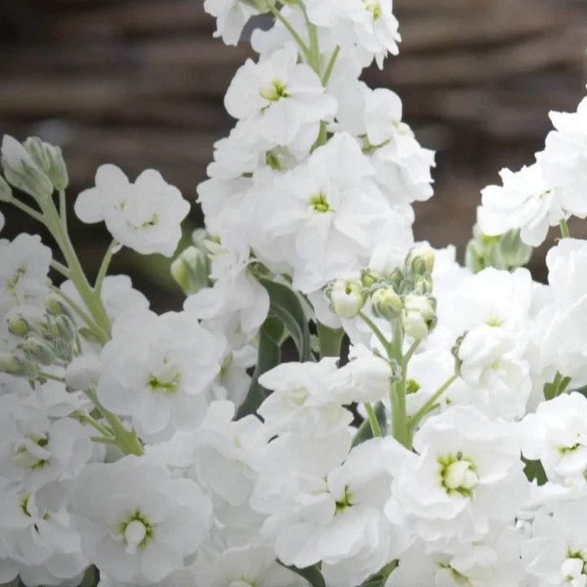 Column Stock White Goddess - seeds - Flower Matthiola incana  Heirloom, Non-GMO, High Germination Organic Garden Seeds