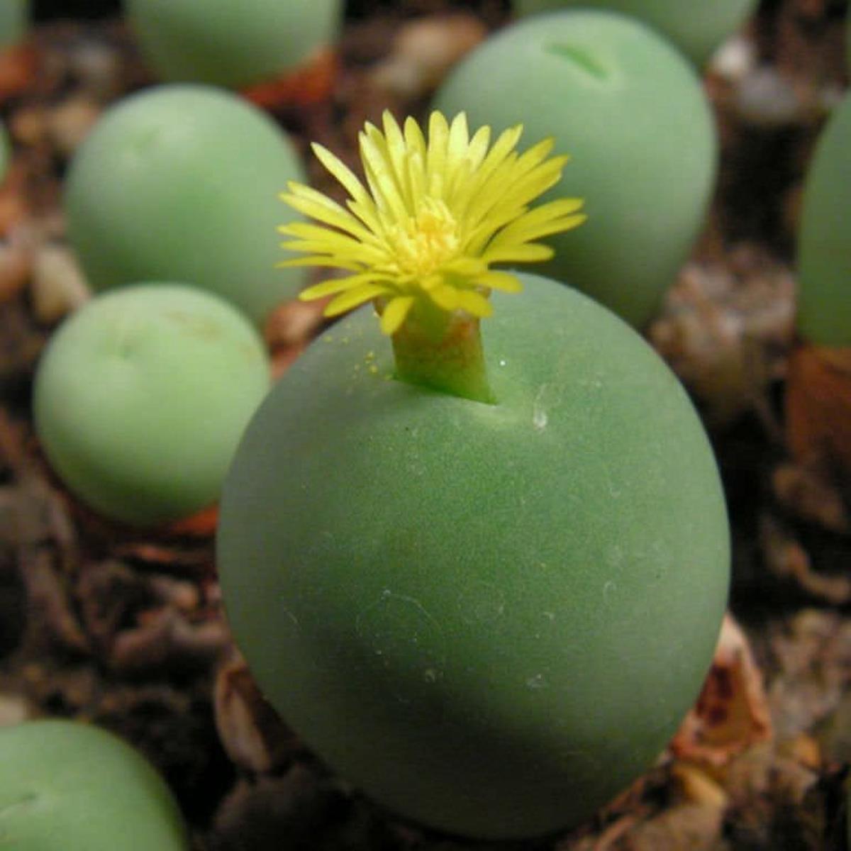 Conophytum Calculus Seeds for Planting  Organic, Heirloom, Non-GMO Rare Succulent Seeds