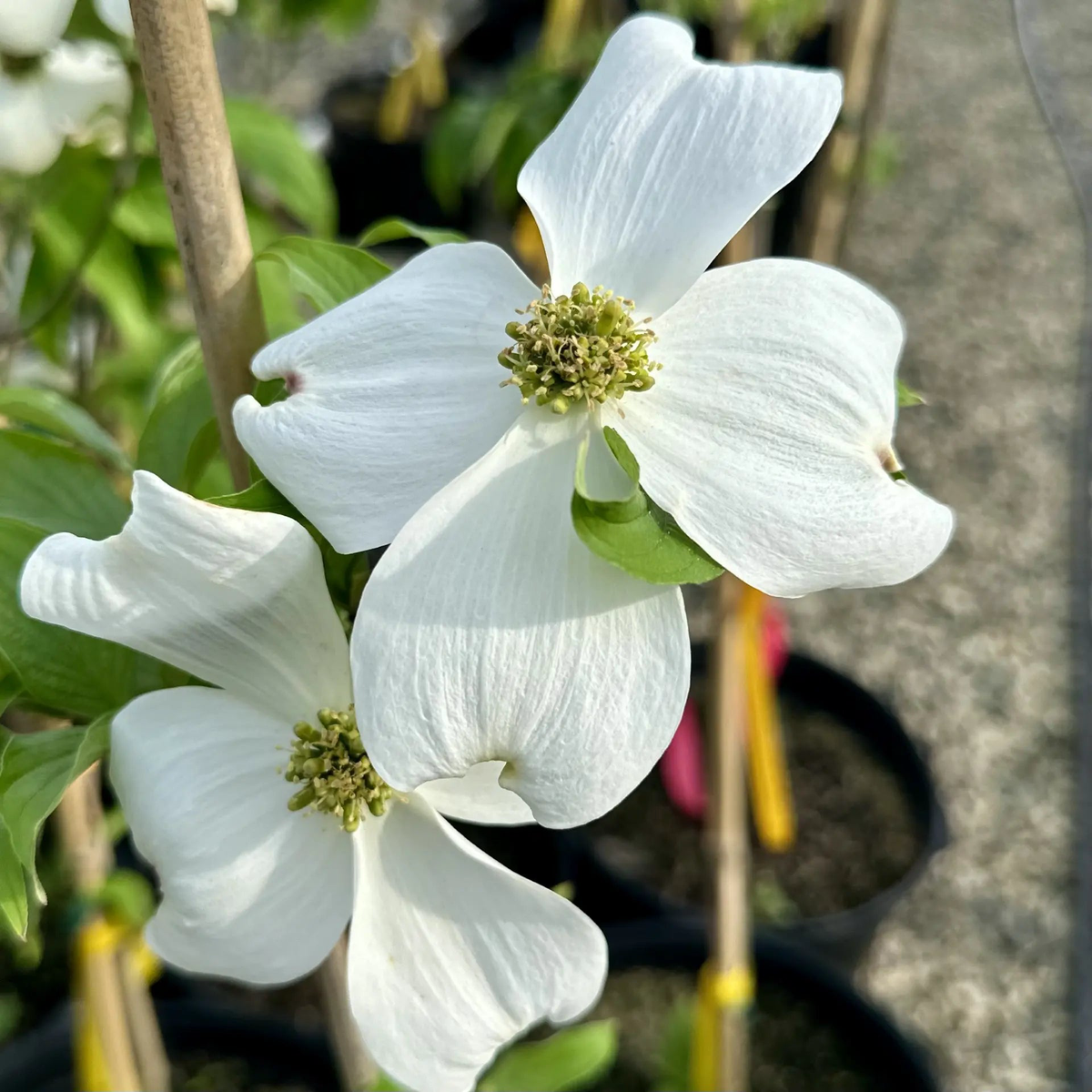Cornus Florida Flower Seeds for Planting  Heirloom, Non-GMO, High Germination Organic Garden Seeds