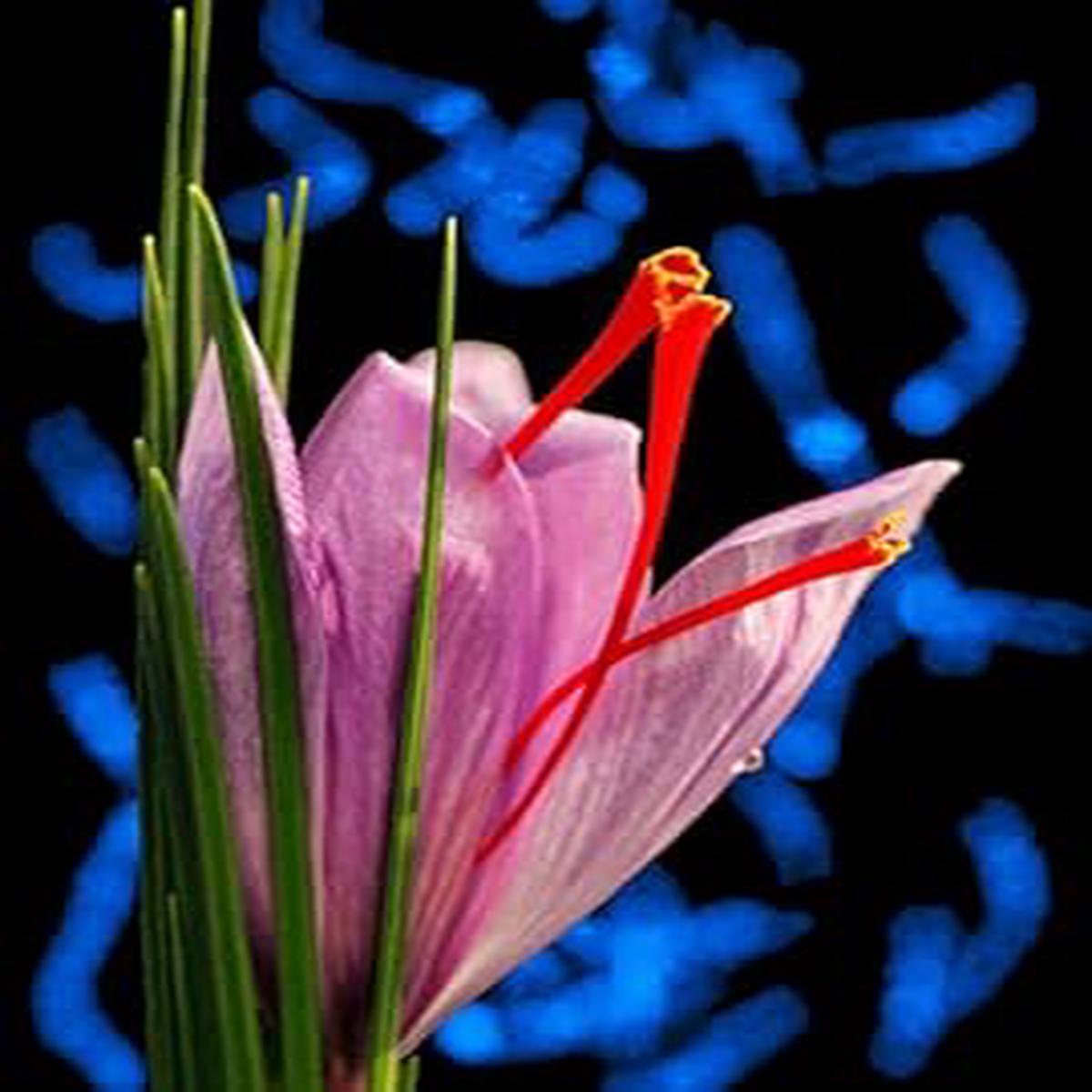 Crocus Flower Seeds Pink for Planting | Heirloom Non-GMO High Germination Organic Garden Seeds