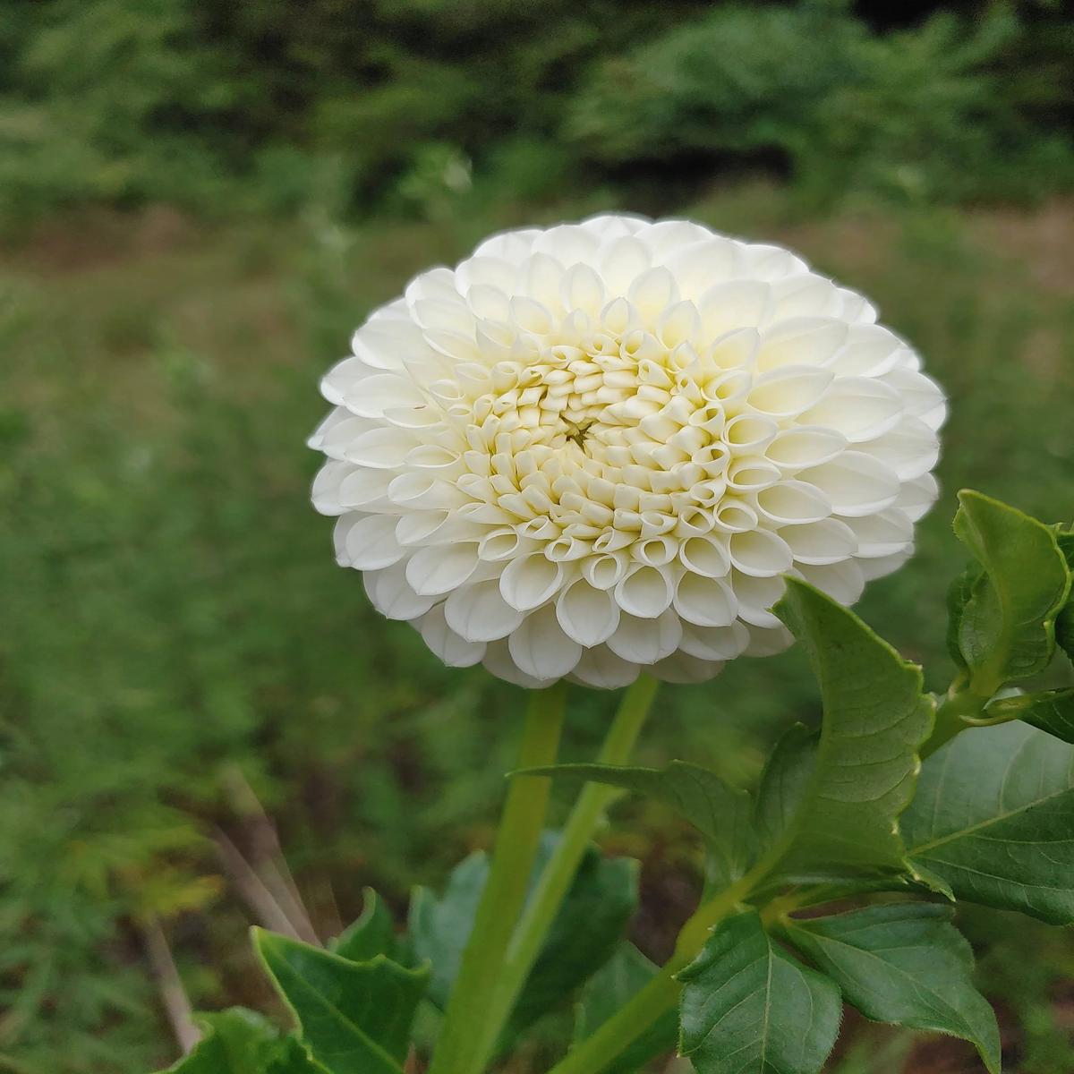 Dahlia Flower Seeds for Planting White  Heirloom, Non-GMO, High Germination Organic Garden Seeds