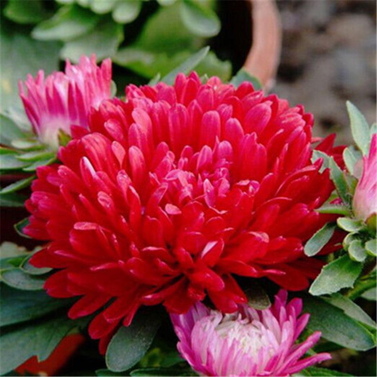 Dark Maroon Aster Heirloom Non-GMO Seeds for Planting  High Germination Organic Garden Seeds for Late Season Blooms