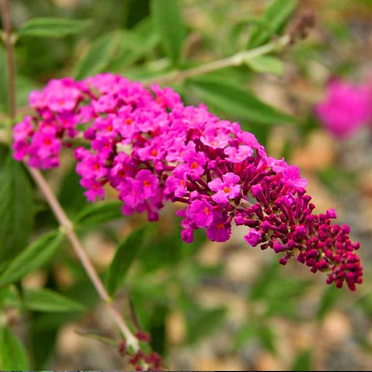Dark Pink Buddleia Flower Seeds for Planting Heirloom, Non-GMO, High Germination Organic Garden Seeds