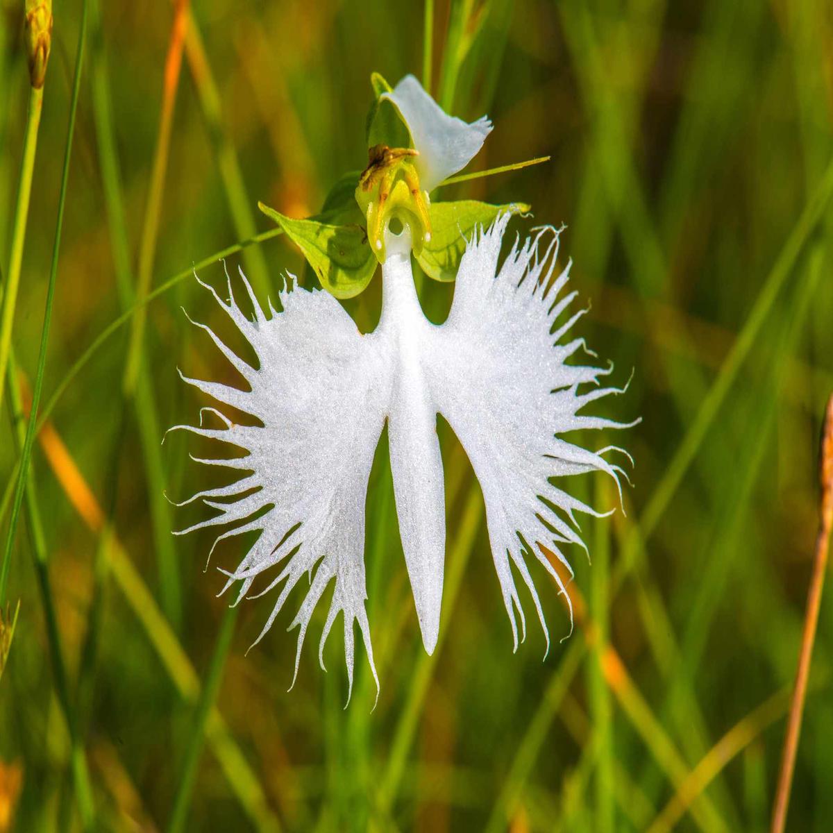 Egret Flower Seeds for Planting  Heirloom Non-GMO Organic Garden Seeds