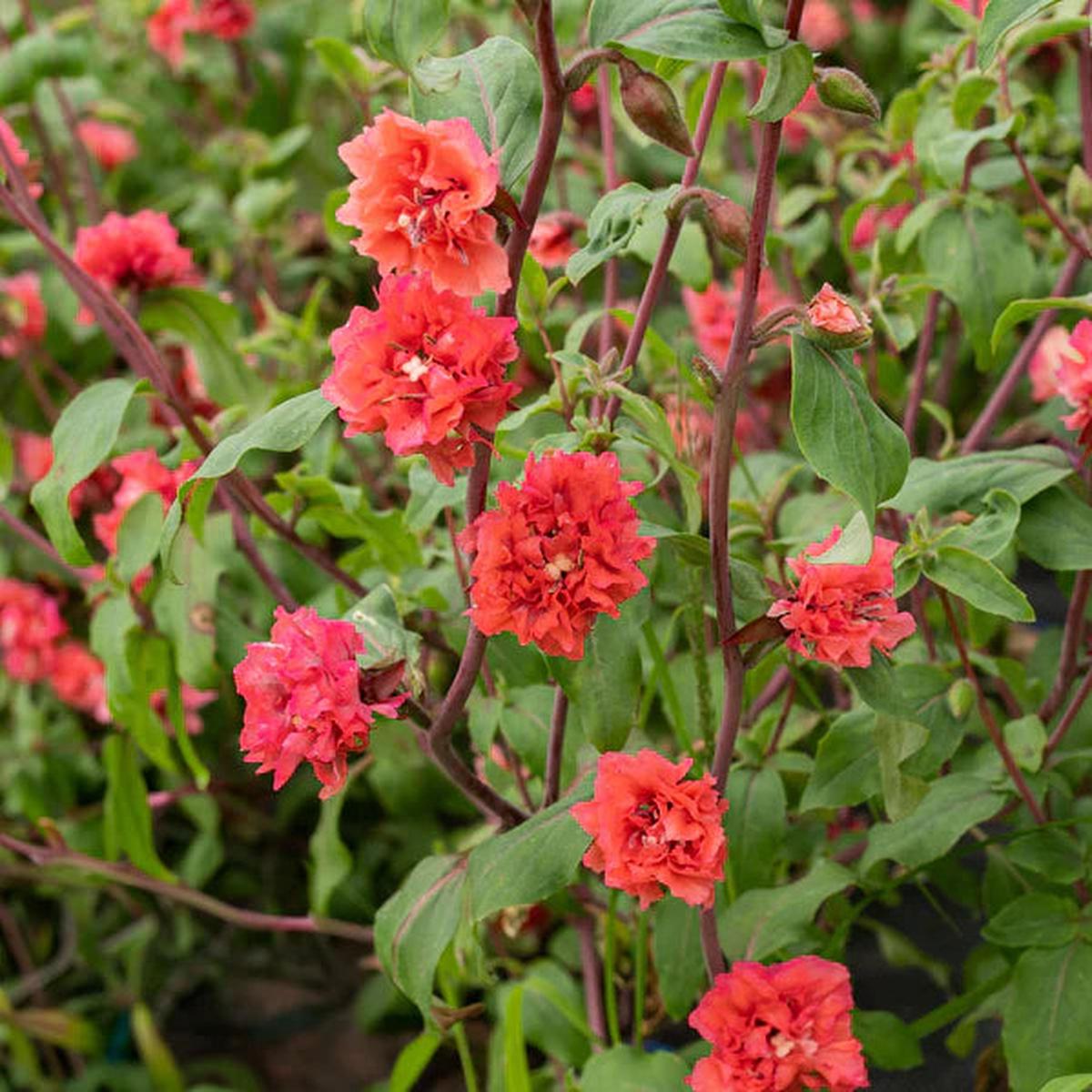 Elegant Clarkia Flower seeds for Planting - Wildflower Mix, Heirloom & GMO Free Seeds for Home Garden
