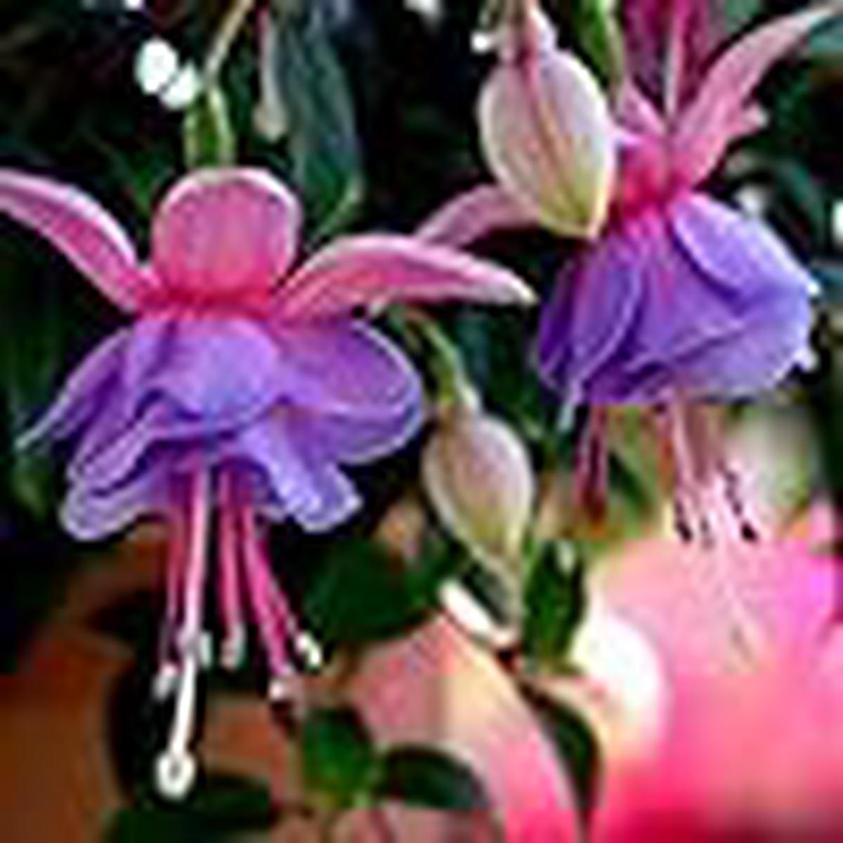 Fuchsia Light Violet Flower Seeds for Planting  Heirloom, Non-GMO, High Germination Organic Garden Seeds, Long Bloom Season
