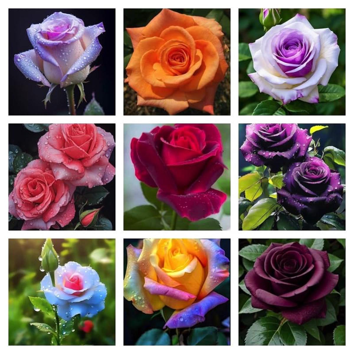 Geranium Flower Seeds for Planting Dark Red Low Maintenance, Heirloom & Non-GMO, High Germination Organic Garden Seeds