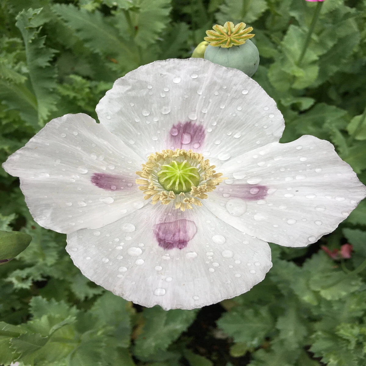 Grams - Somniferum Poppy Seeds - White Blooms - Large Seed Head  Heirloom, Non-GMO, High Germination Organic Garden Seeds