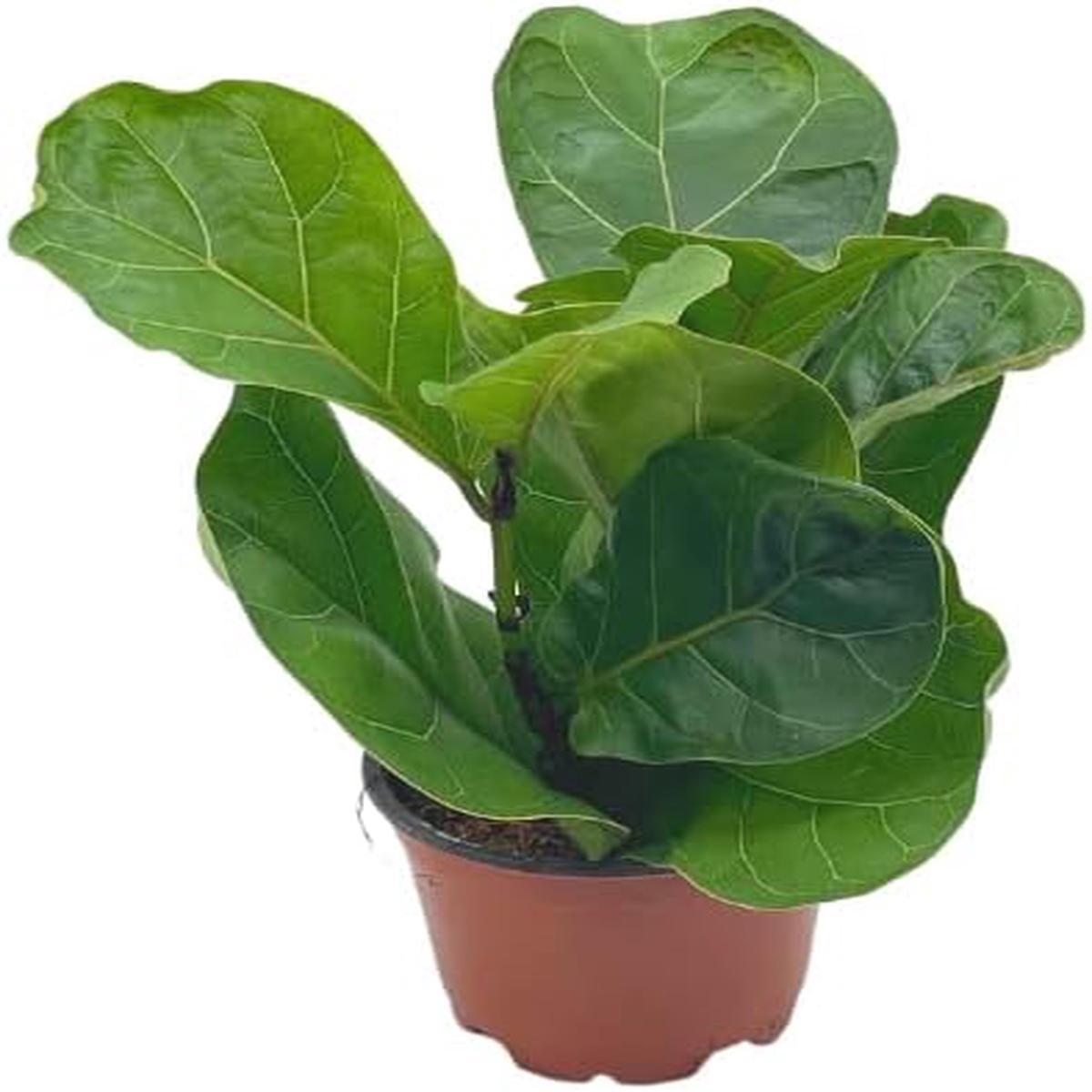 Green Ficus Lyrata Tree Plant Seeds for Planting  Heirloom Non-GMO | High Germination Organic Garden Seeds