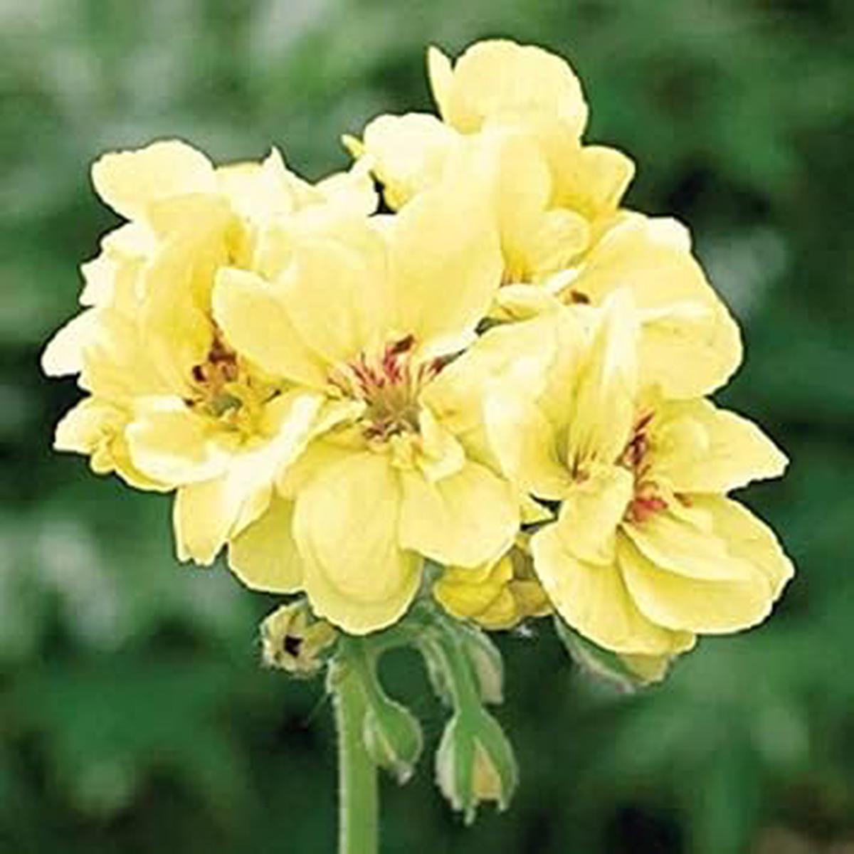 Green Geranium Seeds for Planting  Easy to Grow, Heirloom, Non-GMO Organic Garden Seeds
