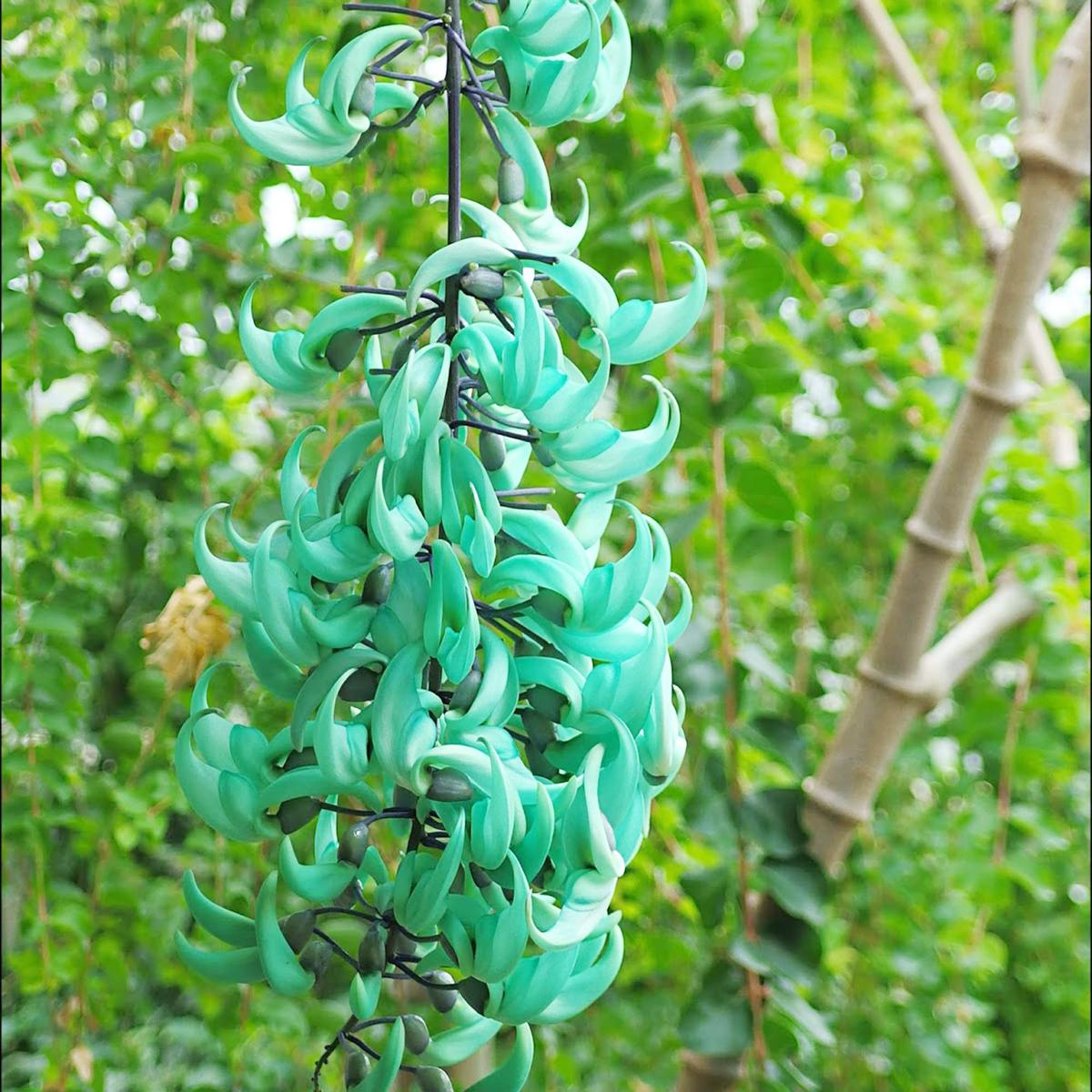 Green Strongylodon Macrobotrys Flower Seeds for Planting  Heirloom Non-GMO High Germination Garden Seeds