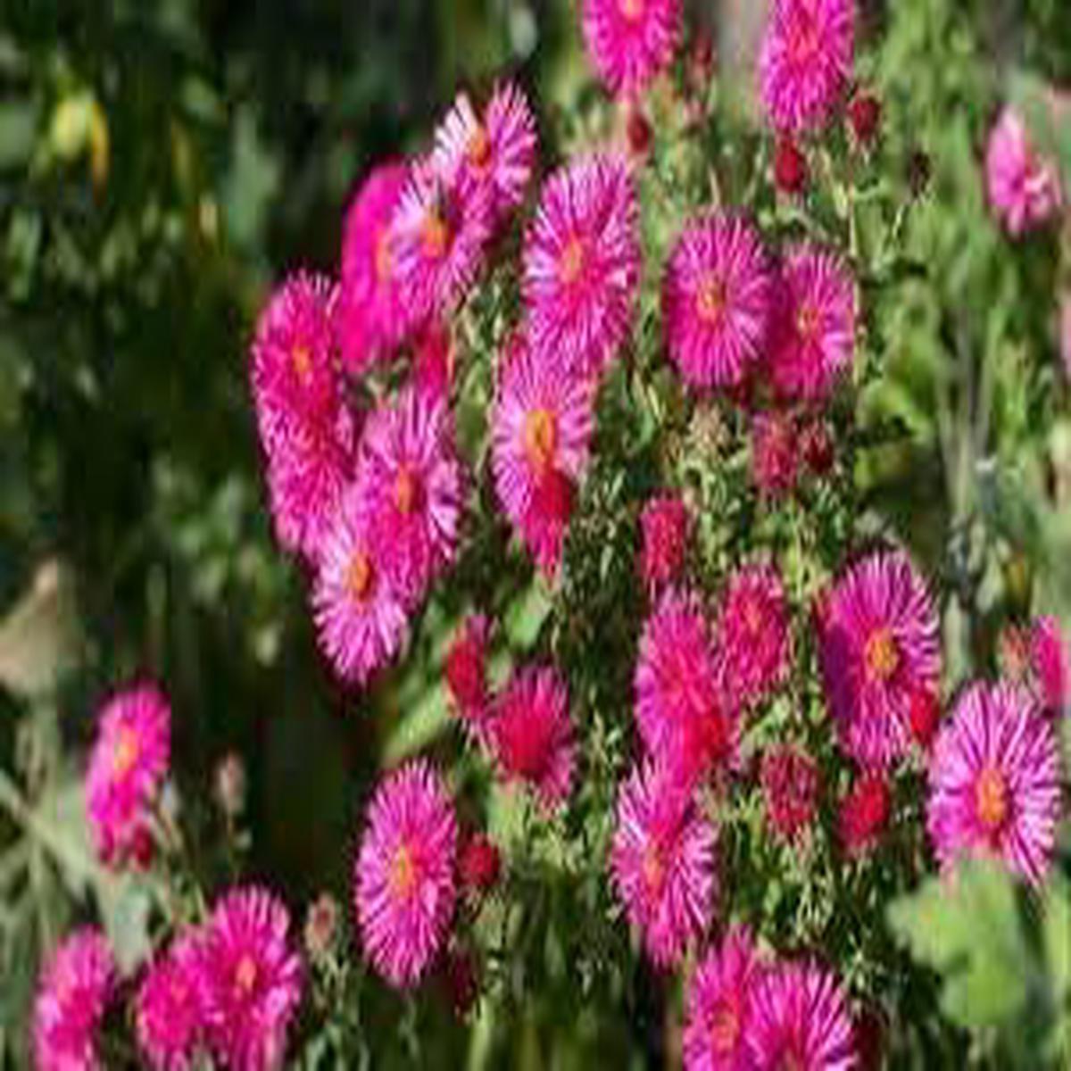 Heirloom Aster Flower Seeds for Planting  Wildflower Mix, Non-GMO, High Germination Garden Seeds