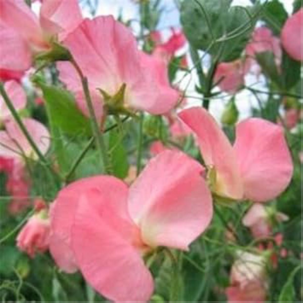 Heirloom Baby Pink Sweet Pea Flower Seeds for Planting  Non-GMO, High Germination Organic Garden Seeds