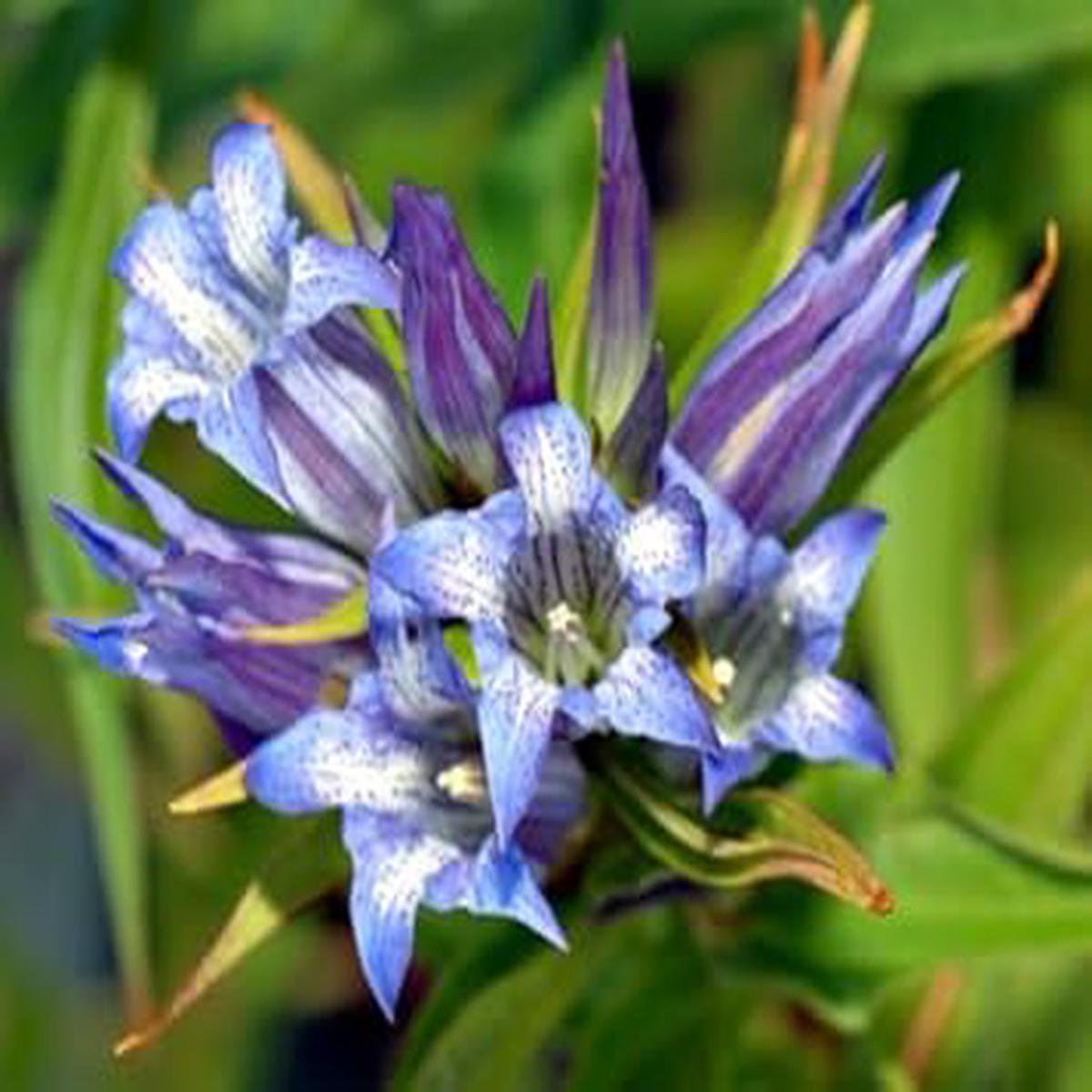 Heirloom Blue White Gentian Flower Seeds, Non-GMO Alpine Bloom Seeds for Garden Planting