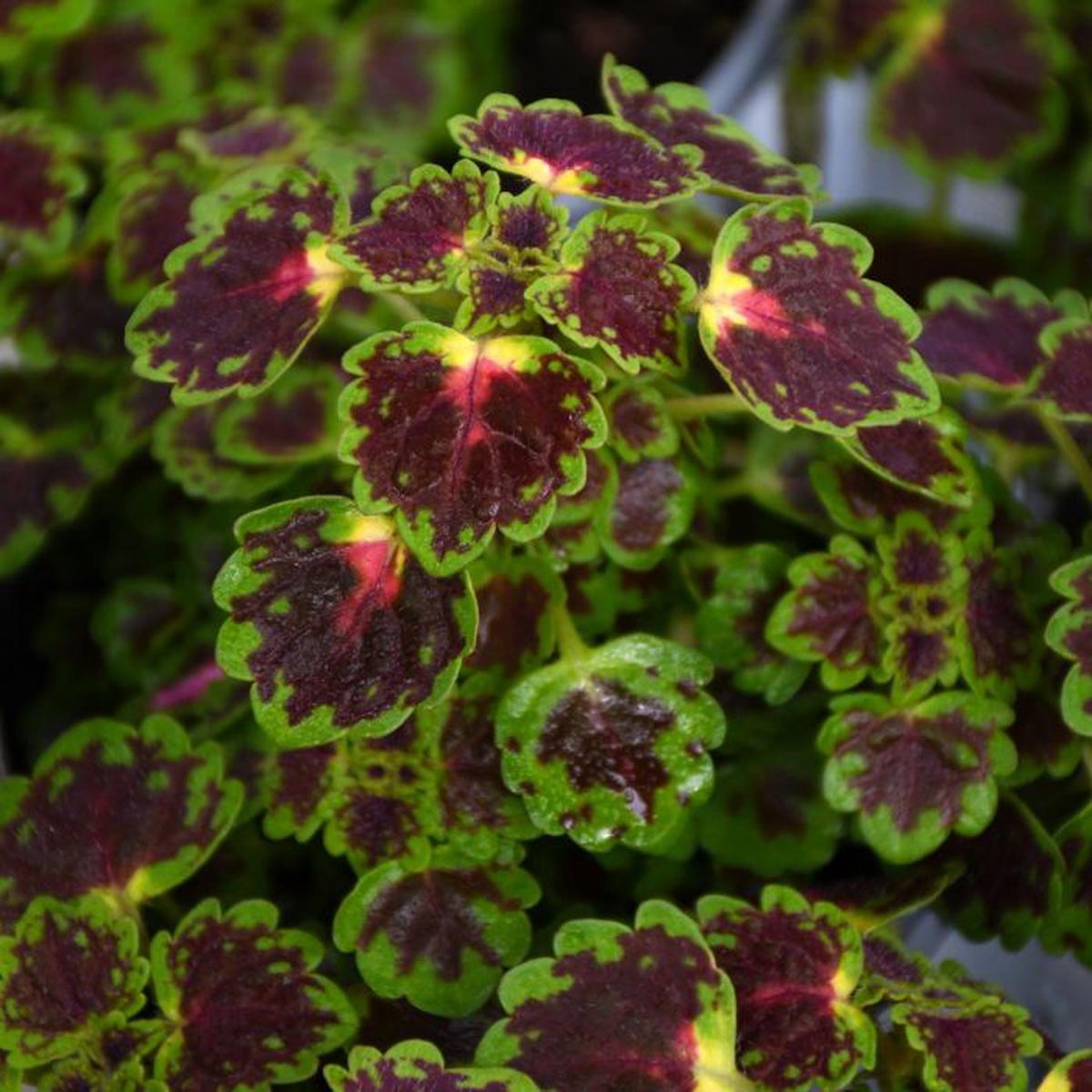 Heirloom Coleus Trailing Iguazu Flower Seeds for Planting  Non-GMO, High Germination Organic Garden Seeds