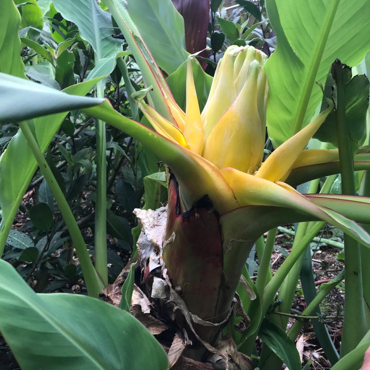 Heirloom Musella Lasiocarpa Flower Seeds for Planting  Rare Tropical Garden Plant