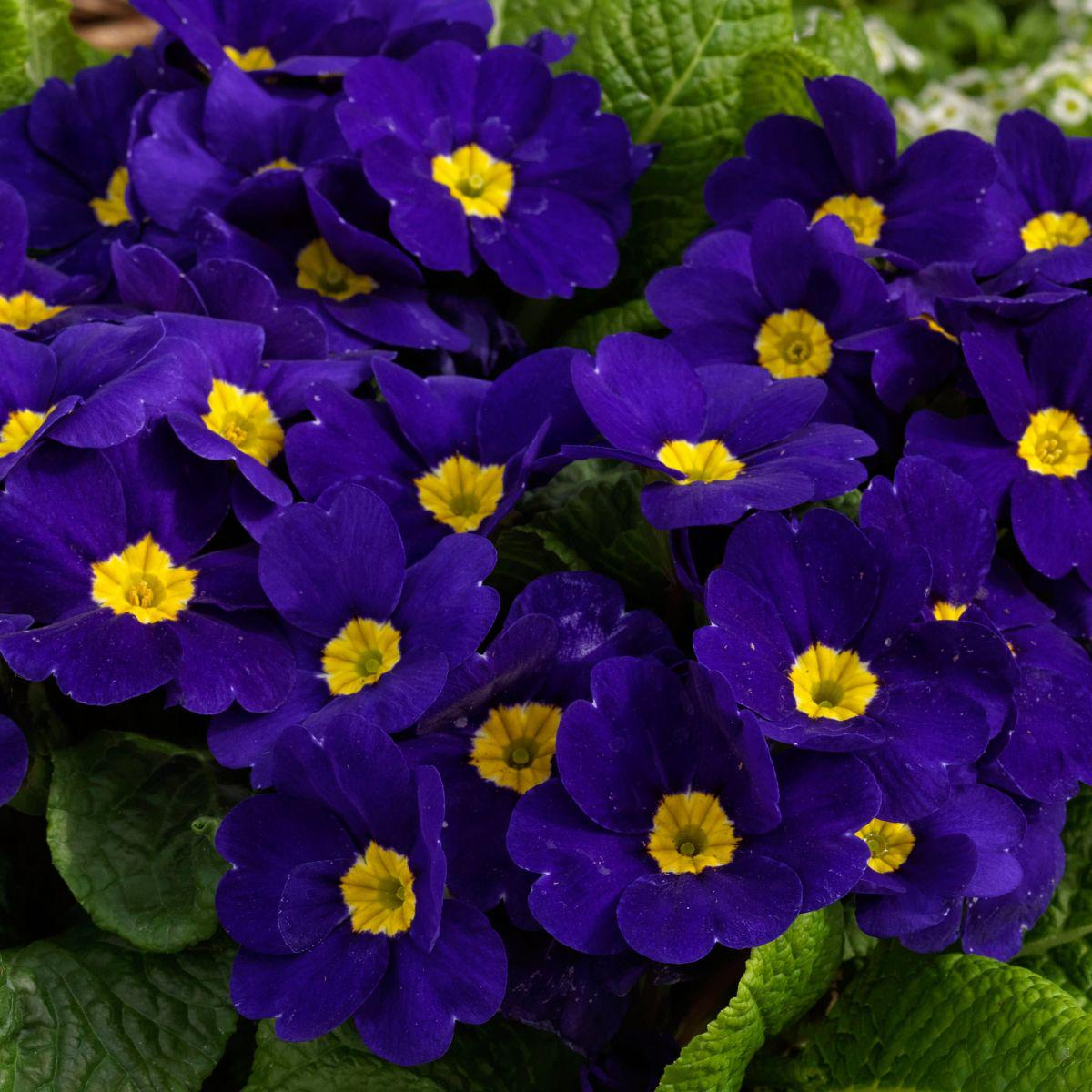 Heirloom Non-GMO Blue Cobalt Primrose Flower Seeds  Vibrant Colorful Blooms for Garden Planting