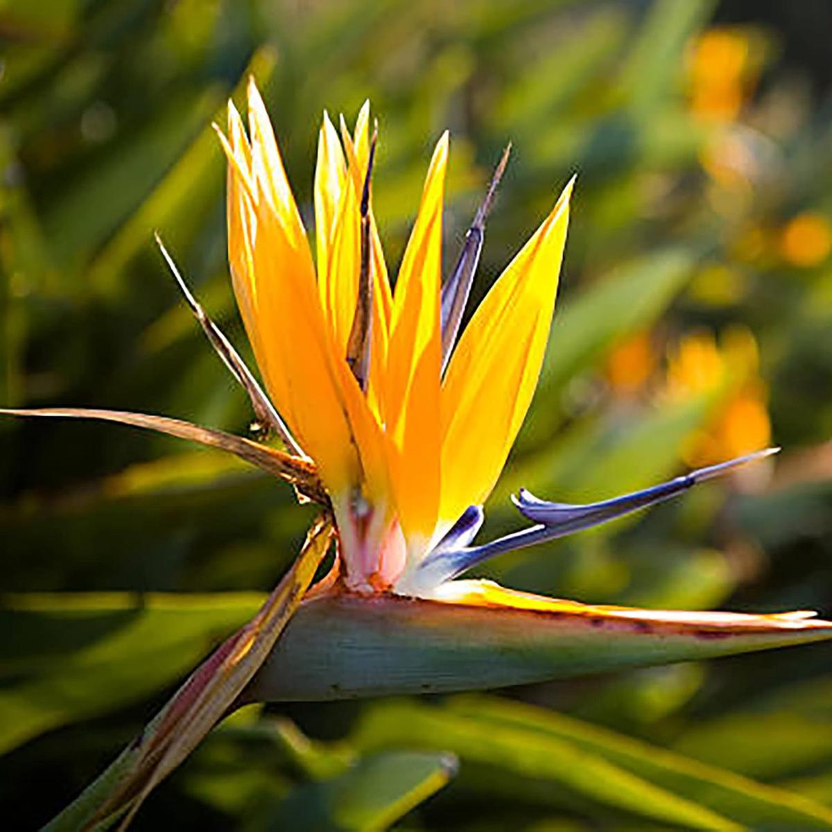 Heirloom Non-GMO Green Strelitzia Reginae Flower Seeds for Planting  Rare Tropical Bird of Paradise Seeds