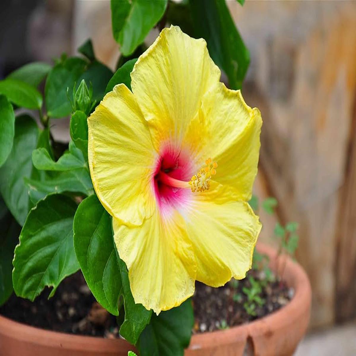 Heirloom Non-GMO Light Green Hibiscus Flower Seeds for Planting  Rare Tropical Blooms, High Germination Garden Seeds