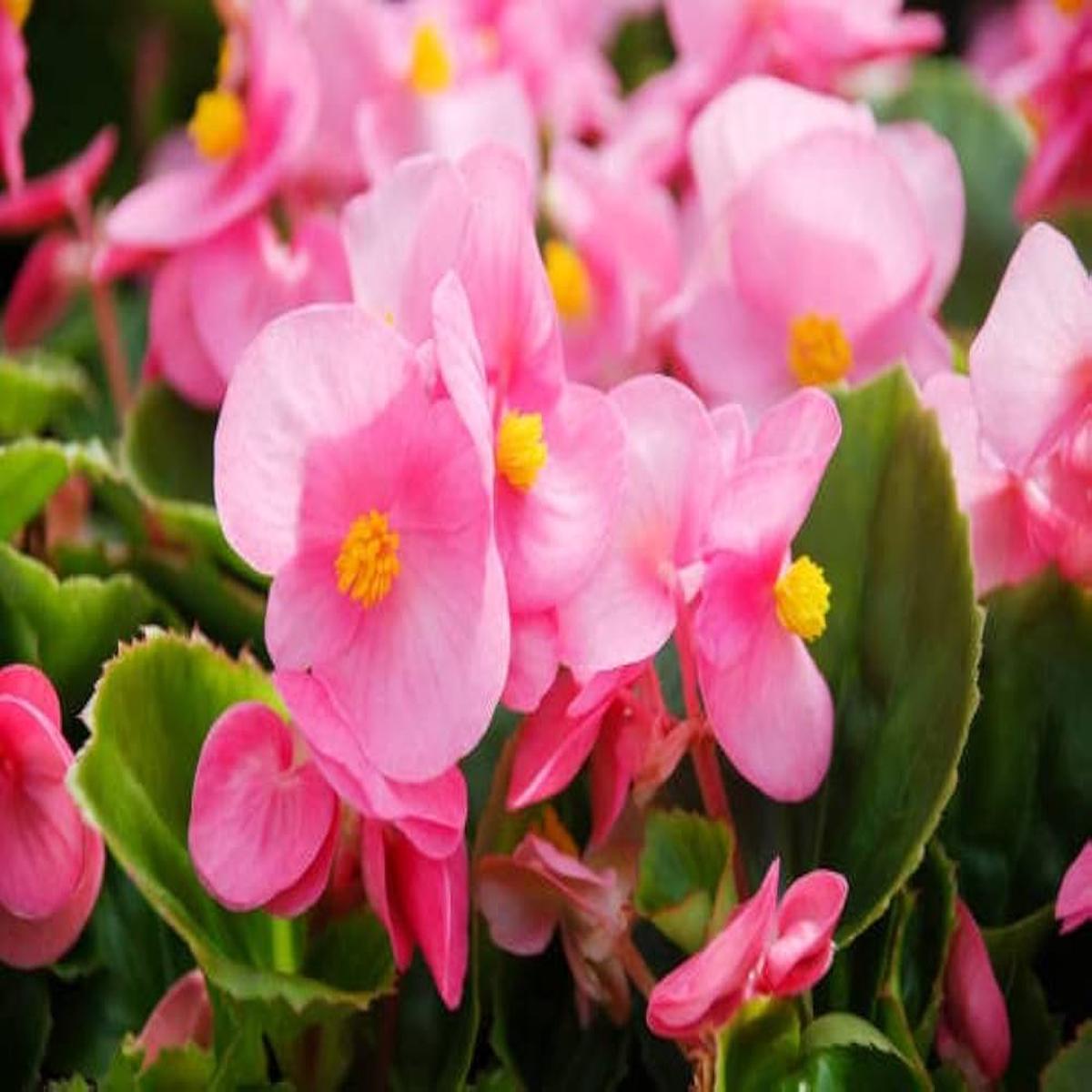 Heirloom Non-GMO Light Pink Begonia Flower Seeds for Planting Shade-Loving Organic Garden Seeds, High Germination
