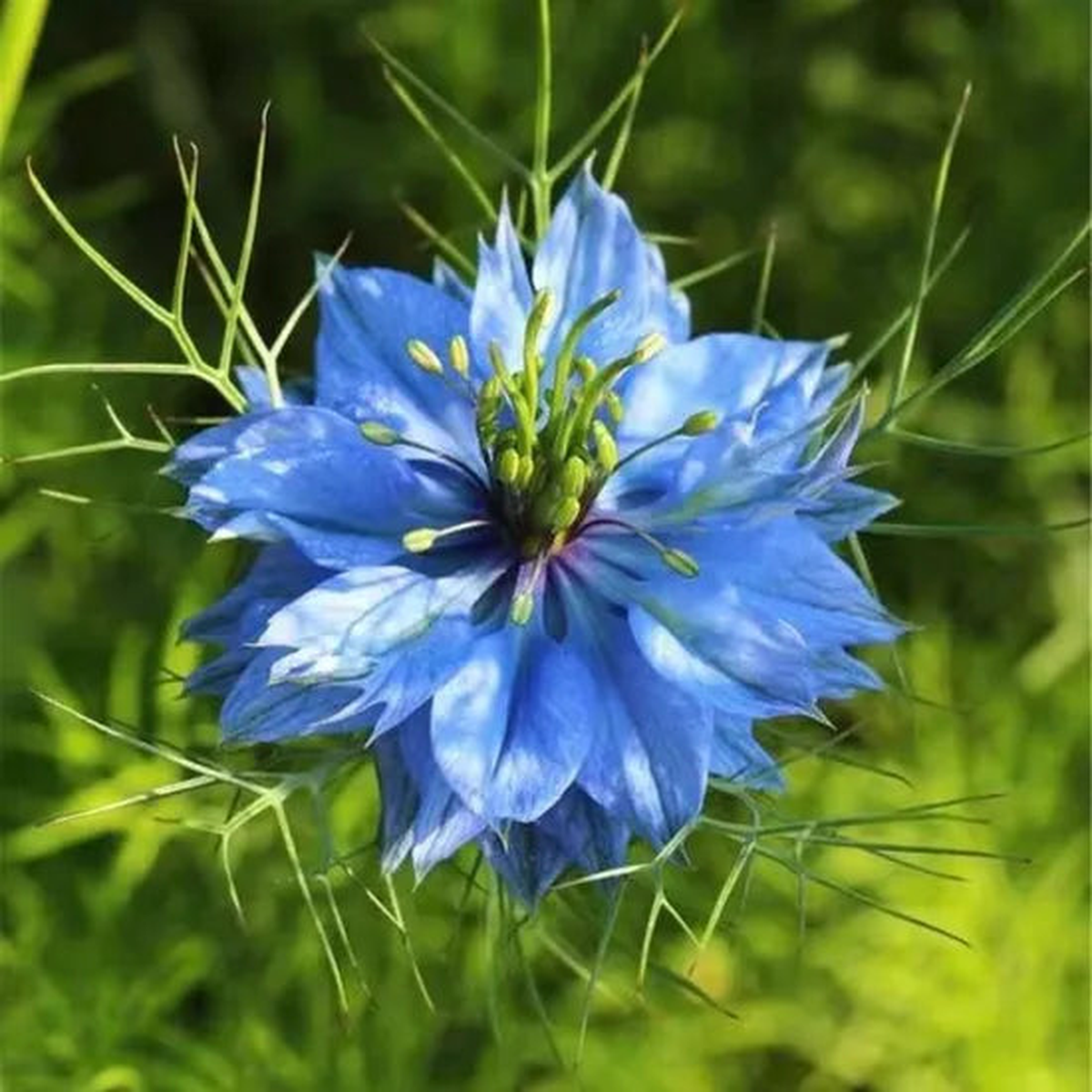 Highly Adaptable, Disease Resistant, High Quality Variety Nigella Damascena L Fresh Cut Flower  Heirloom, Non-GMO, High Germination Organic Garden Seeds