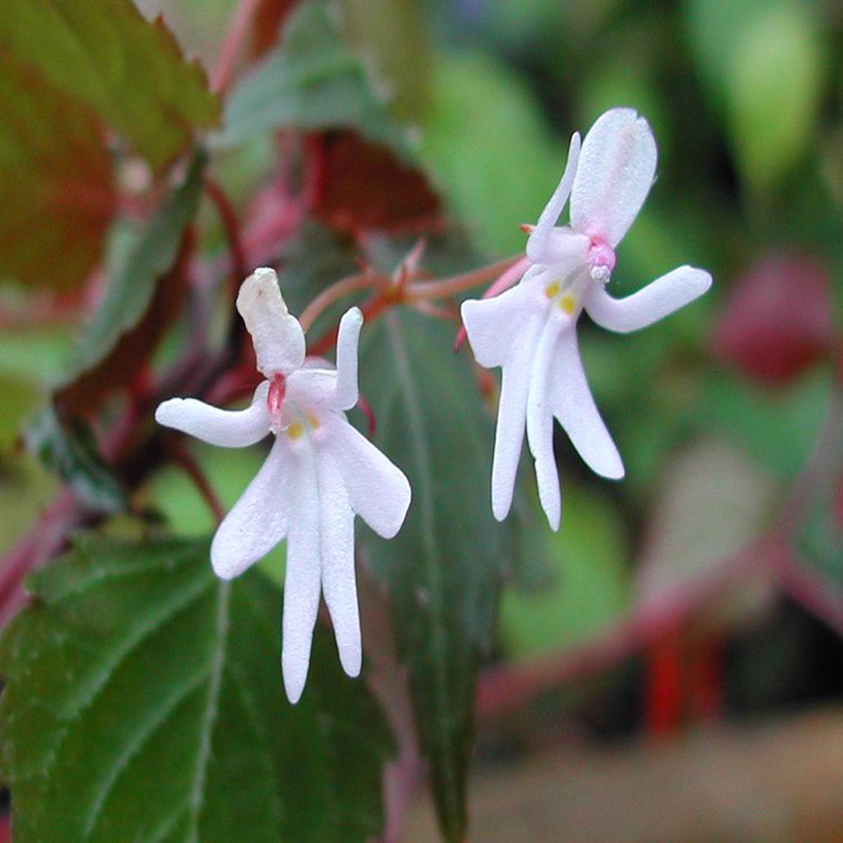 Impatiens Bequaertii Flower Seeds for Planting  Fragrant Blossoms, Heirloom Non-GMO