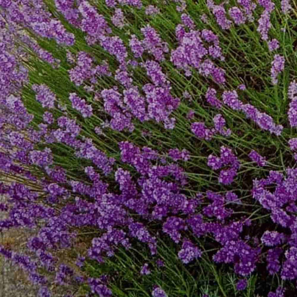 Lavanda Flower Seeds for Planting - NON GMO Seeds
