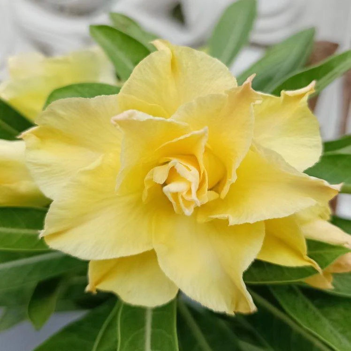 Light Lemon Yellow Adenium Flower Seeds for Planting  Heirloom, Non-GMO, High Germination Tropical Succulent Seeds