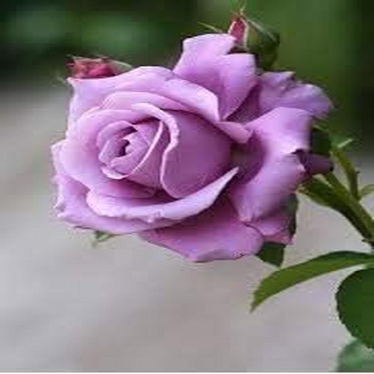 Light Violet Rose Flower Seeds Heirloom Non-GMO Seeds for Planting, High Germination Organic Garden Seeds