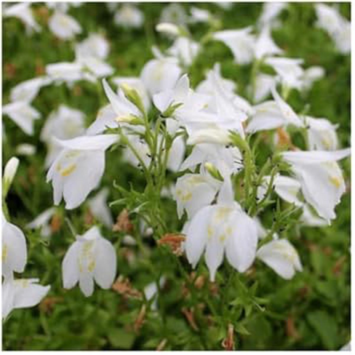 MarshFlower seeds for Planting Cottage Garden Essential Heirloom & GMO Free Seeds for Home Garden