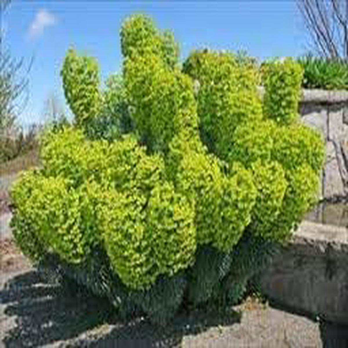 Mediterranean Spurge Flower Seeds  Heirloom, Non-GMO, Cut Flower Favorite Organic Garden Seeds for Planting