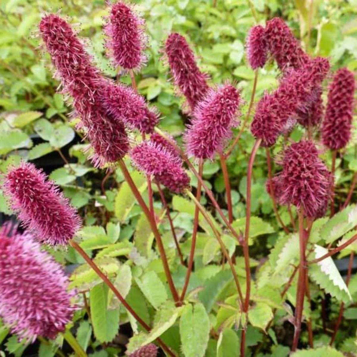 Menzies Burnet Flower Seeds for Planting  Hardy Pollinator Blooms