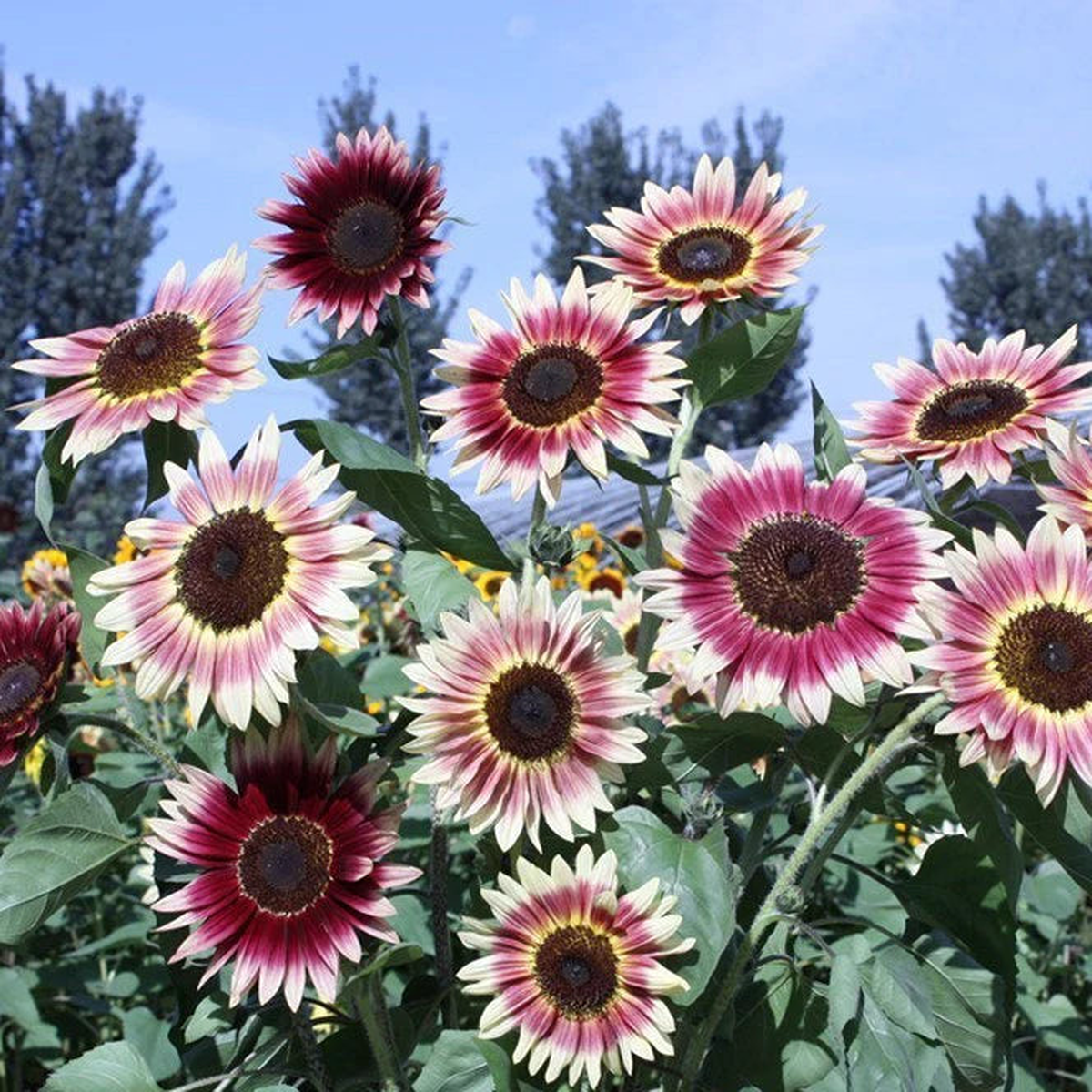 Mix Pink Sunflower Flower Seeds for Planting Bright Blooms Heirloom & GMO Free Seeds for Home Garden Sale