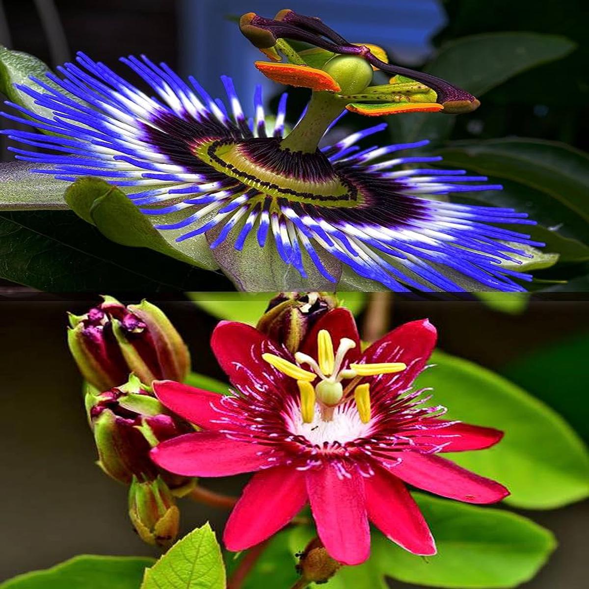 Mixed Color Passiflora Flower Seeds for Planting Heirloom, Non-GMO, High Germination