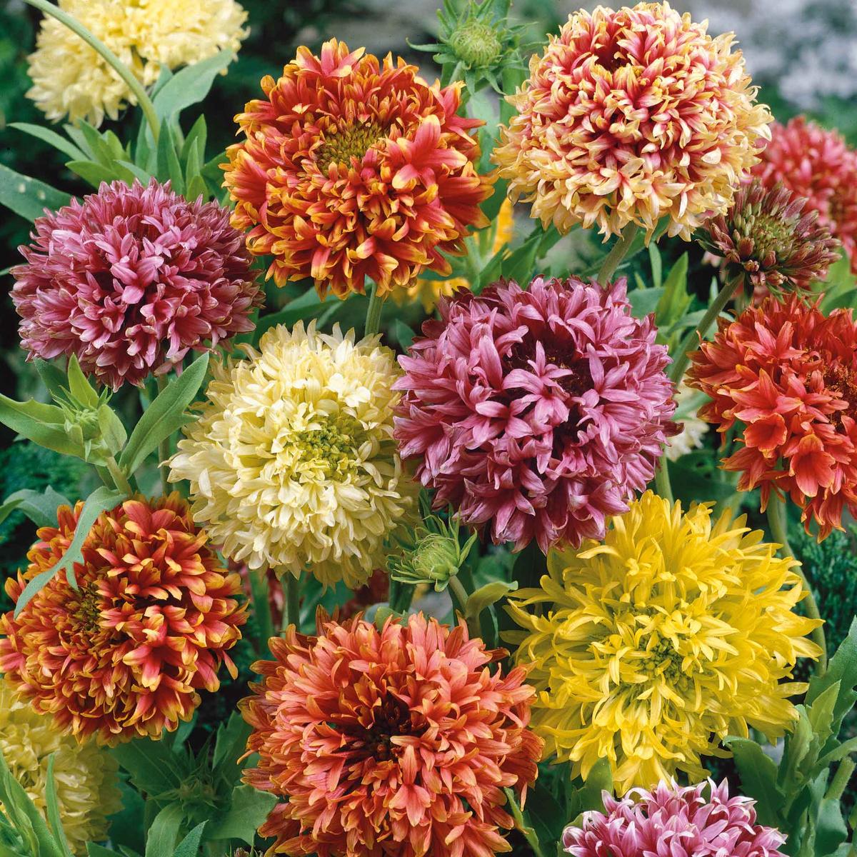 Mixed Gaillardia Flower Seeds for Planting, NON GMO Seeds