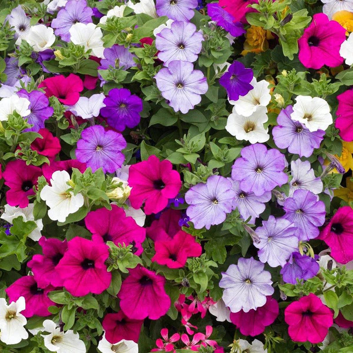 Mixed Laura Flower seeds for Planting Wildflower Mix Heirloom & GMO Free Seeds for Home Garden Sale