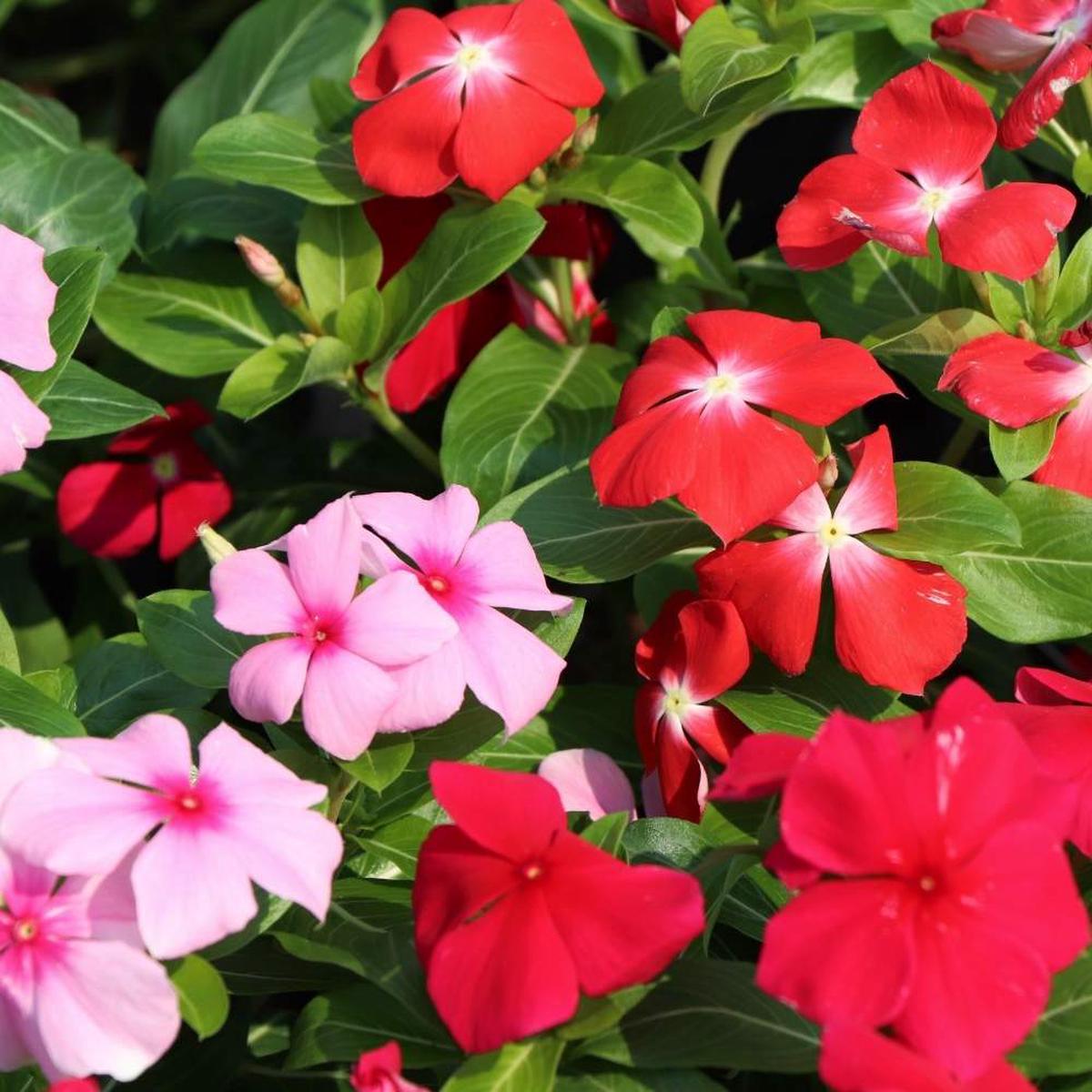 Mixed Periwinkle Flower Seeds for Planting Heirloom Non-GMO High Germination Organic Garden Seeds