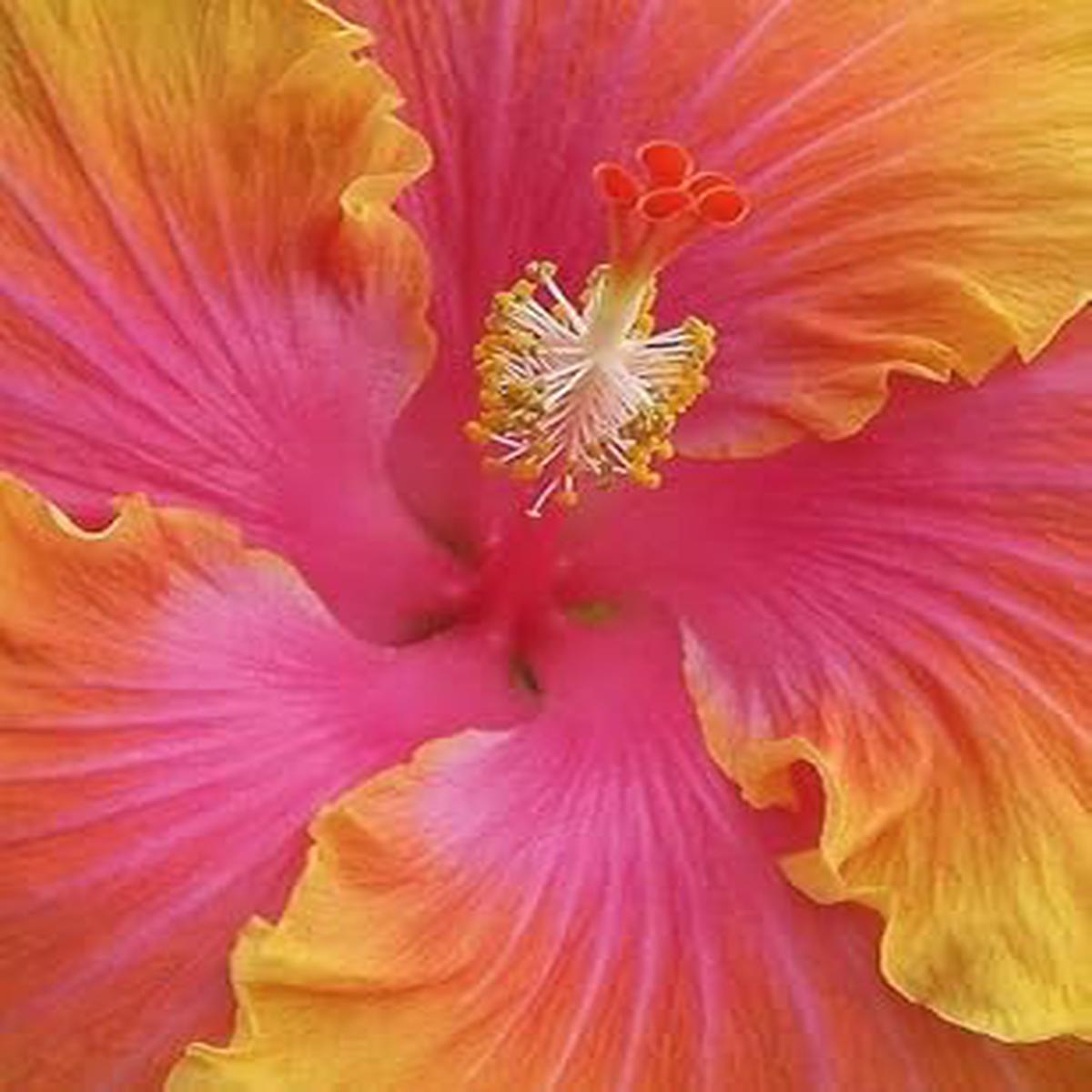 Orange Pink Hibiscus Flower Seeds  Heirloom Non-GMO Organic Garden Seeds for Planting, High Germination Tropical Blooms