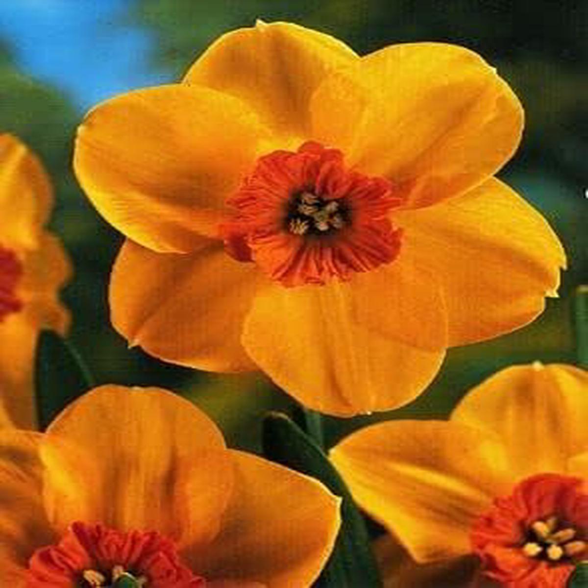 Orange & Red Daffodil Seeds  Heirloom Non-GMO Organic Garden Seeds for Planting, High Germination Spring Blooms