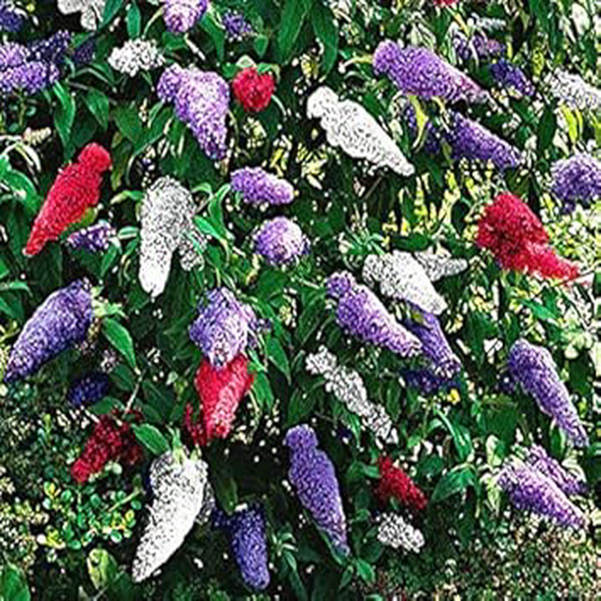 Organic Heirloom Mixed Colour Buddleia Flower Seeds  Non-GMO High Germination Butterfly Seeds for Planting